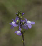 Apalachicola toadflax